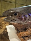 Vintage Carved Wooden Rainbow Trout By Bob Berry 1987