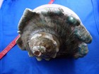 7-1 2  Giant Green Turbo Marmoratus Turban Shell Pearlized Vintage Seashell Nice