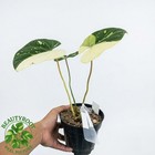 Real Picture Philodendron Gloriosum Tricolor Variegated Free Phyto