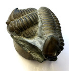 Fossilized Double Trilobite Phacops  Extinct Arthropods 1 5  Cambrian 345  Mya