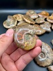 20 Big Whole Rainbow Ammolite Ammonite Fossil  Mahajanga  Madagascar  5-6 3cm 