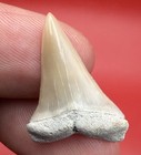 Gem Quality Mako Shark Tooth 1 11    Bone Valley Florida