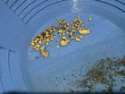 3lb Big Nugget Bag Guaranteed Gold Paydirt   Added Nugget  Pickers  Fines