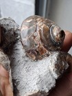 Aturia Angustata Nautiloid  Gastropod Fossil Combo Specimen  Washington State