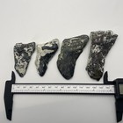 Megalodon Shark Tooth Lot Venice Florida Real Partial Megalodon Teeth Fossils