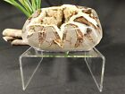 Display Stand Riser Type Short Clear Lucite Large Size