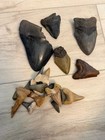 Huge Fossil Megalodon Sharks Teeth Lot   Other Teeth