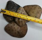 Large Petoskey Stone 2lb Lot  Michigan Raw Rough Unpolished Craft Project Rocks
