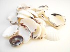 50 Small White Clam Shells  3 4-1 1 2   Seashells Beach Crafts Coastal Decor  