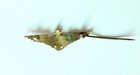 Vintage Us Navy Pilot Wings By Robbins Co Attleboro