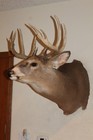 Whitetail Deer Head Shoulder Mount Taxidermy Cape Shed Antler Mule