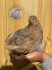 10  Jumbos Rare Colors Coturnix Quail Hatching Eggs -  Mixed Variety