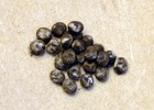 25 Luna Moth Eggs  Free Shipping
