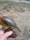 Hand Carved Wood  Bird On Log Folk  Art  6x6    Vtg   Read