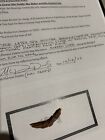 From Dusk Till Dawn Vampire Monster Skin Screen Used Movie Prop Coa Pulp Fiction