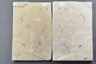 Feather Fossil  Insects  Split Pair  Green River Formation  Utah