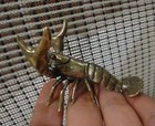 Vintage Style Solid Brass Copper Crawfish Figurine Statue For Home Garden Decor