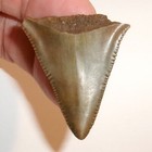 Great White Shark Tooth Fossil From North Carolina Real Sharks Teeth