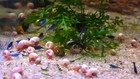 10 Pink   Blue Leopard Ramshorn Live Snail Freshwater Aquarium Pond Algae Snails