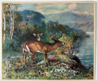 Vintage 10x12 K  Noble Woodland Deer Print  1930s Nature Art