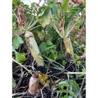 Brassica Buffet Deer Food Plot Mix Food Plot Seed  Seeds 1 2 Acre  Deer  Turkeys