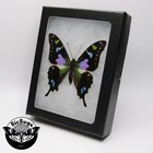 Graphium Weiskei Real Framed Butterfly Pink Purple Blue Indonesia