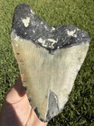 Xl 5 35    Nc Ledge Megalodon Shark Tooth Fossil Real Shark