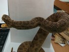 Real Big Western Diamondback Rattlesnake Taxidermy Mount Hide 41   Inches