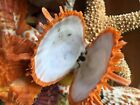 Spiny Oyster Orange Thorny Seashell Pair 2 -3  Collector Shell Free Shipping 