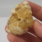 Ruck s Pit Calcite Clam Fossil - Mercenaria Permagna - Ft  Drum  Florida