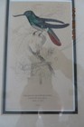Pair Of Antique Hummingbird Prints  Professionally Framed  1834