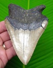 4 79    Megalodon Shark Tooth Real Fossil No Restorations Sharks Teeth