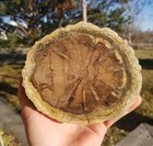 Beautiful Rare Polished Hermanophyton Petrified Wood Round  Late Jurassic Ut co