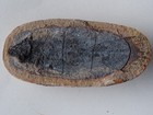 Coelacanth Fish Fossile  3-dimenz  Fossilisation 250 Mio  Madagascar  co-2 1  