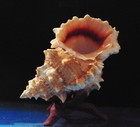 5-1 2 To 6  Red Mouth Frog Shell Bursa Lissitoma  Beach Decor Aquarium A3