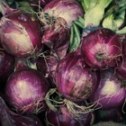 Ruby Red Onion Seeds  Non-gmo  Long Day  Variety Sizes  Free Shipping
