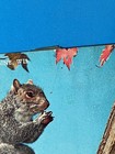 Pembine Wisconsin Vintage Postcard Squirrel