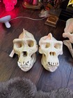 Gorilla Skull 3d Printed 