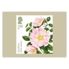 Roses Postcards From Royal Mail