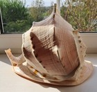 320 Mm Cassis Cornuta Seashell 12 6  Weight 2 65 Kg