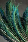 50 Pcs Peacock Swords Natural Feathers 10-14  Craft pad costume halloween bridal