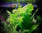 Buy 2 Get 1 Free Watersprite Lace Leaf Ceratopteris Small Live Aquarium Plants