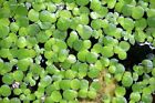 1 Cup Duckweed Live Plant Buy2get1 Free Aquarium Pond No Insects parasites Fast