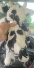 Jellycat London Bashful Calf Cow Plush 12 