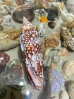 Seashell  Conus Milneedwardsi Clytospira Excellent  Huge 162mm     Rare Size    