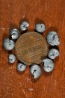 One  1  Micro Goniatite Fossil Pyritized Cephalopods Ontario Devonian - Single