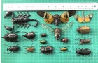 15 Real Beetle Bee Cicada Scorpion Preserved Specimen Dried Insect Dead Bug U   