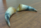 2 Unfinished Cow Horns 5 In 
