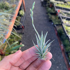 Loliacea  Air Plant  miniature Species  Self Pollinating And Makes Many Offsets