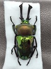 Phalacrognathus Muelleri 57mm Greenish Color - Au Qld